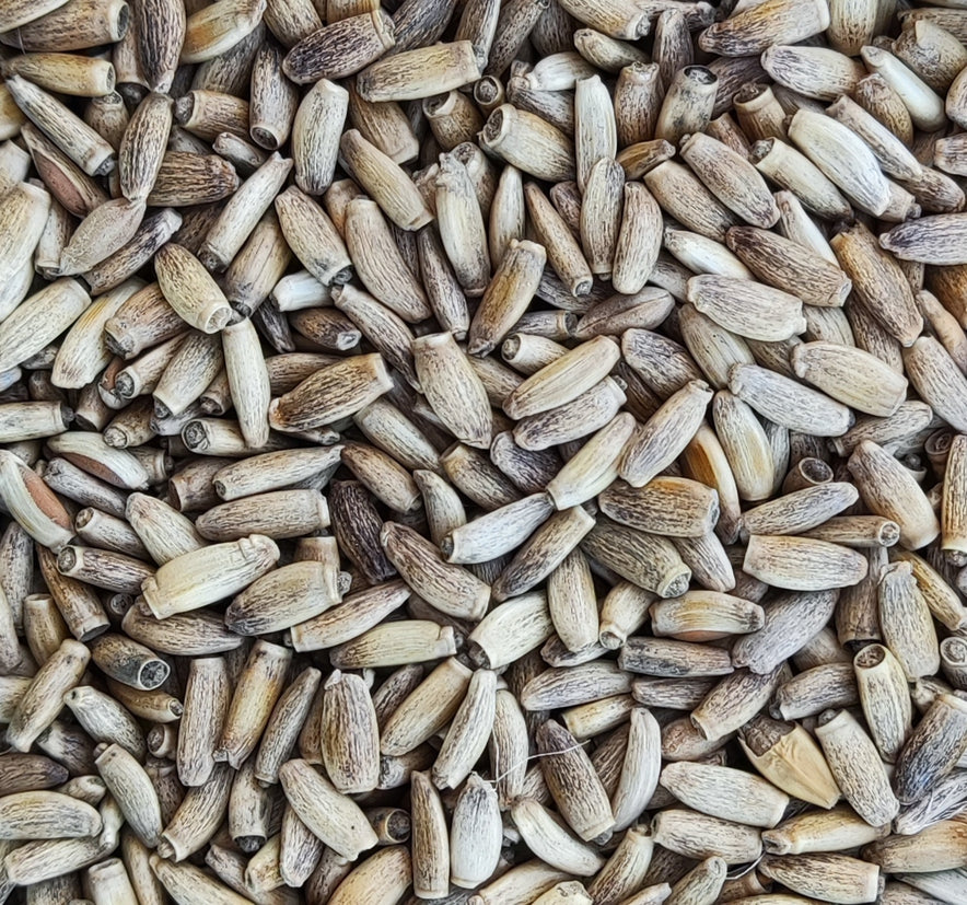 Image pour Graines de Chardon-Marie (Silybum Marianum)