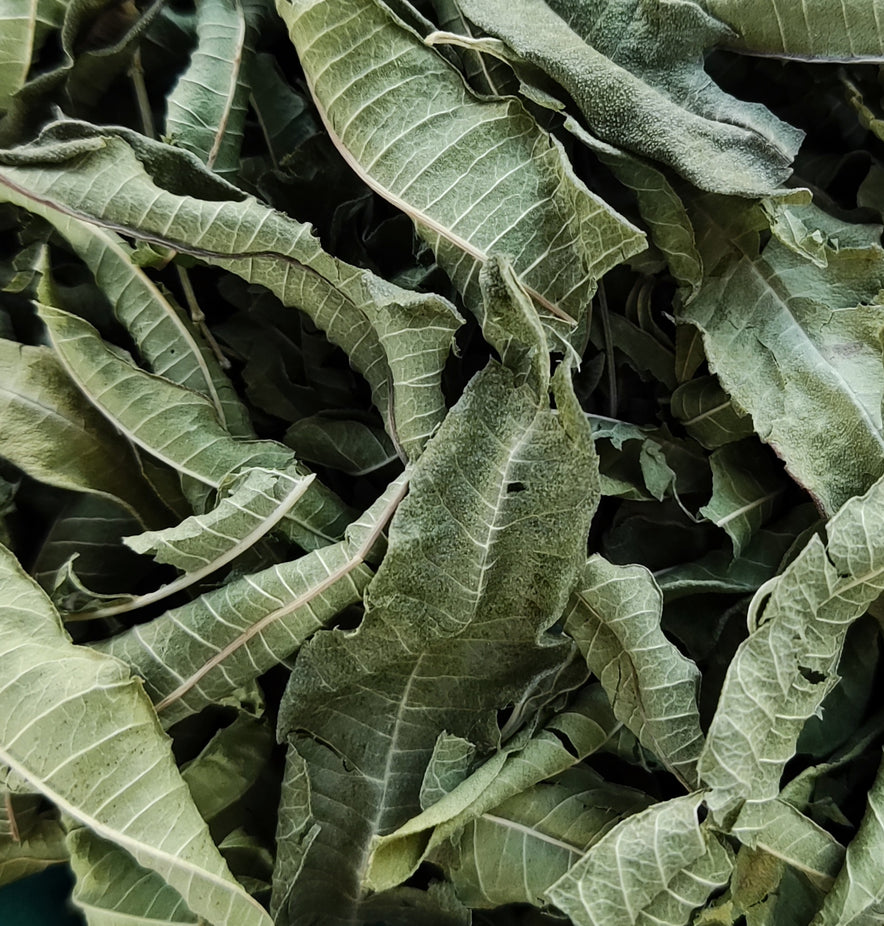 Image for Lemon Verbena (Aloysia Citrodora) | Organic
