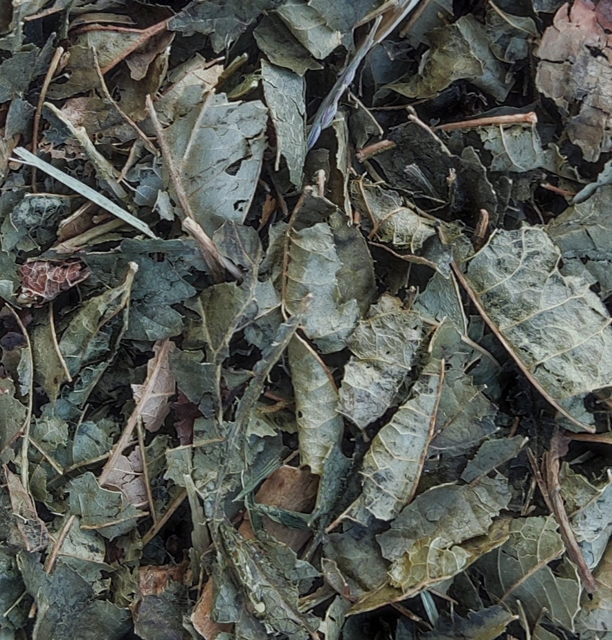 Image for Witch Hazel (Hamamelis Virginiana)