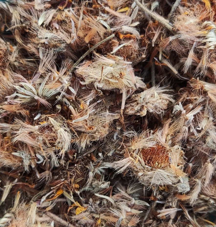Image for Arnica (Arnica Montana)