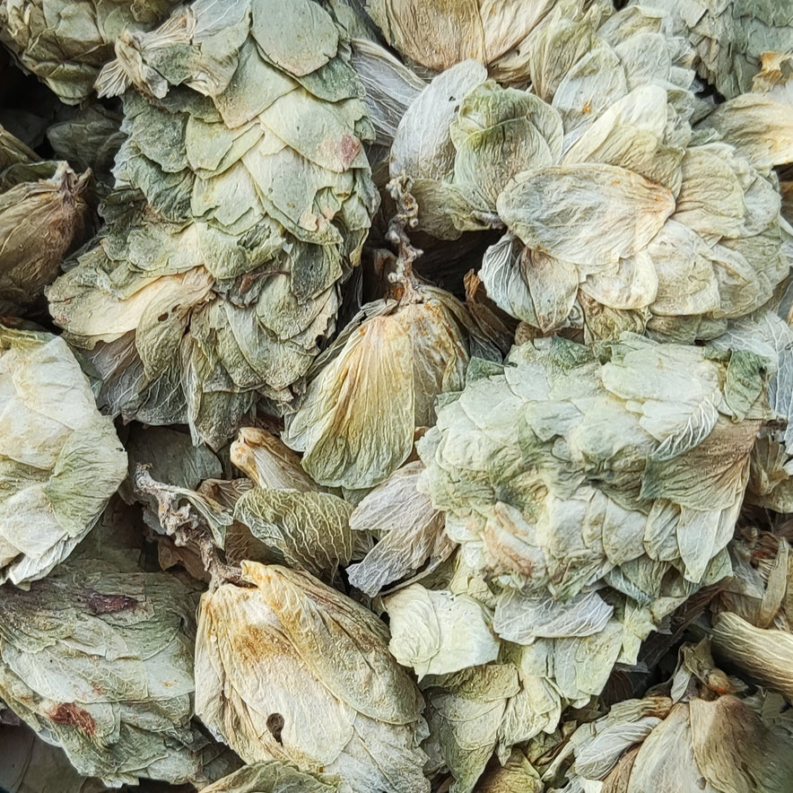 Image for Hops (Humulus Lupulus)
