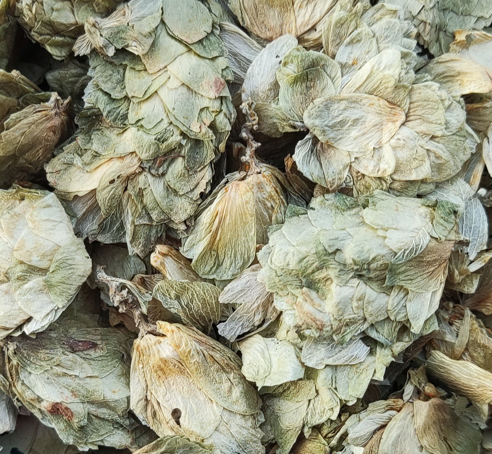 Hops (Humulus Lupulus)