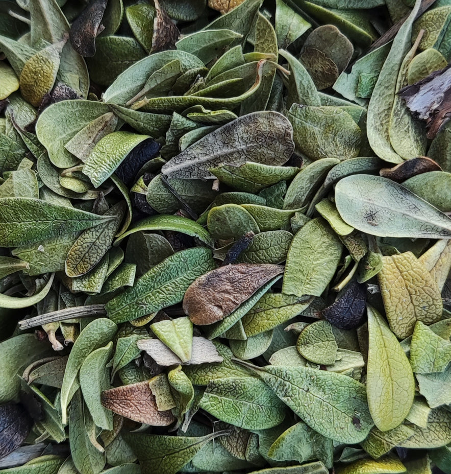 Image pour Raisin d'ours  Arctostaphylos Uva-Ursi)