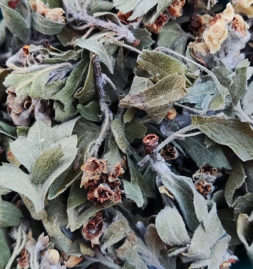 Image for Hawthorn (Crataegus Monogyna) I Organic