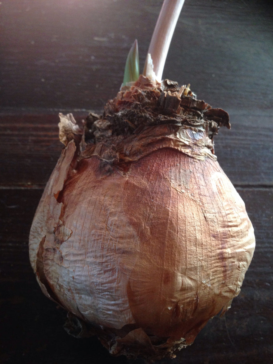 Image for Red Squill Bulb (Urginea / Drimia Maritima) Slices