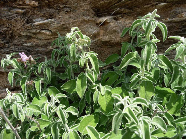 Image for Cretan Sage (Salvia Fruticosa / Salvia Triloba)I Organic