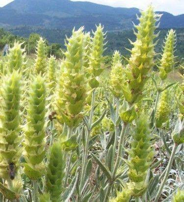 Olympus Greek Mountain Tea (Sideritis Scardica) | Organic